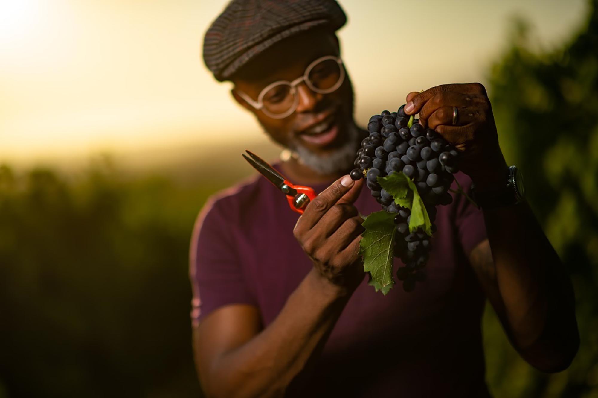A winemaker holding freshly picked grapes